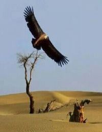 ��ڤ����